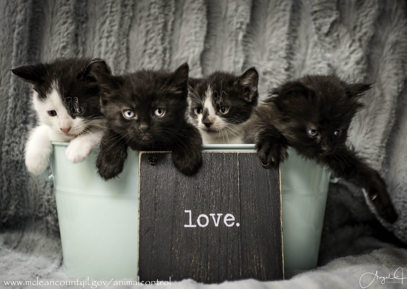 Kittens - McLean County Animal Control